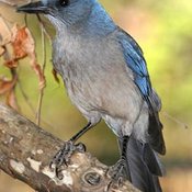 Mexican Jay